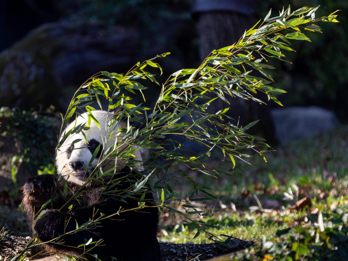 Smithsonian’s National Zoo at the panda exhibit. 25-year-old female Mei Xiang in her enclosure.